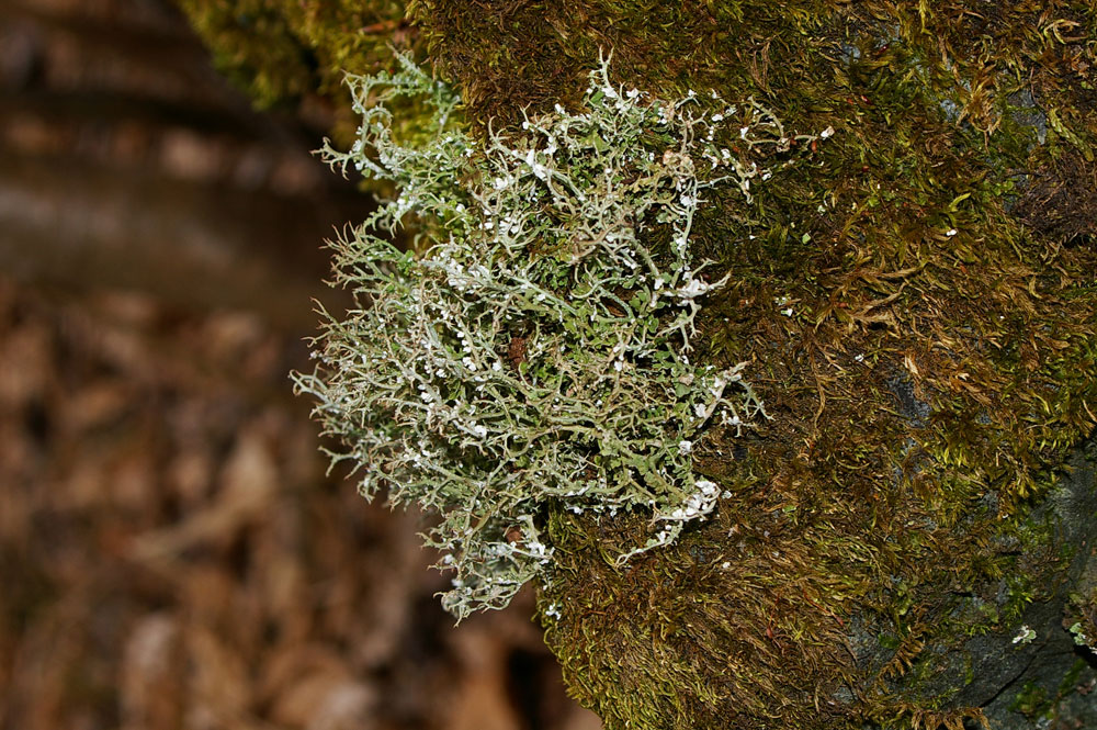 Cladonia?